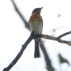 Myiagra rubecula at Deakin, ACT - 3 Mar 2021