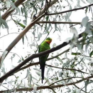 Polytelis swainsonii at Deakin, ACT - suppressed