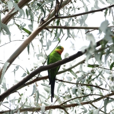 Polytelis swainsonii (Superb Parrot) at Red Hill to Yarralumla Creek - 3 Mar 2021 by Ct1000