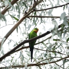 Polytelis swainsonii (Superb Parrot) at Hughes Grassy Woodland - 3 Mar 2021 by Ct1000