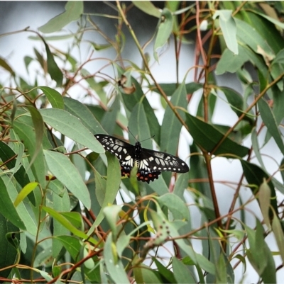 Papilio anactus (Dainty Swallowtail) at Red Hill Nature Reserve - 3 Mar 2021 by Ct1000