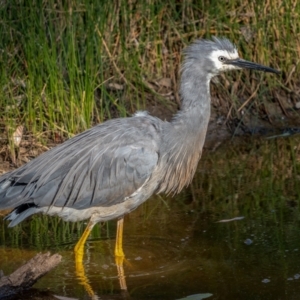 Egretta novaehollandiae at Downer, ACT - 2 Mar 2021 05:06 PM