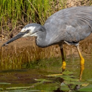 Egretta novaehollandiae at Downer, ACT - 2 Mar 2021 05:06 PM