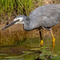 Egretta novaehollandiae at Downer, ACT - 2 Mar 2021