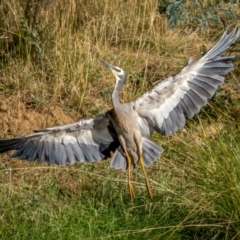 Egretta novaehollandiae at Downer, ACT - 2 Mar 2021