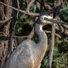 Egretta novaehollandiae at Downer, ACT - 2 Mar 2021 05:06 PM