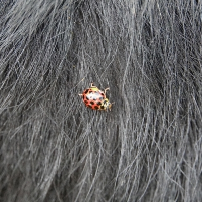 Harmonia conformis (Common Spotted Ladybird) at Deakin, ACT - 3 Mar 2021 by Ct1000