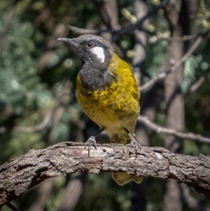 Nesoptilotis leucotis at Downer, ACT - 2 Mar 2021 03:23 PM