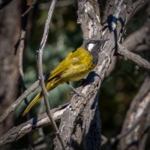 Nesoptilotis leucotis at Downer, ACT - 2 Mar 2021