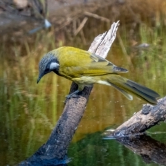 Nesoptilotis leucotis at Downer, ACT - 2 Mar 2021 03:23 PM