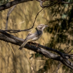 Melithreptus brevirostris at Downer, ACT - 2 Mar 2021 05:45 PM