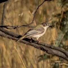 Melithreptus brevirostris at Downer, ACT - 2 Mar 2021