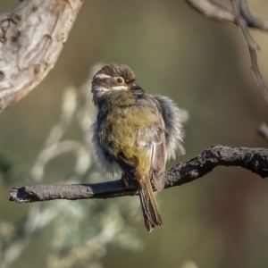 Melithreptus brevirostris at Downer, ACT - 2 Mar 2021 05:45 PM