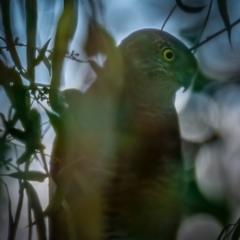 Accipiter fasciatus (Brown Goshawk) at Mount Majura - 2 Mar 2021 by trevsci