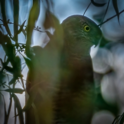 Accipiter fasciatus (Brown Goshawk) at Mount Majura - 2 Mar 2021 by trevsci