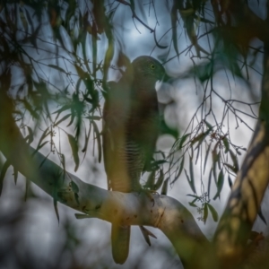 Accipiter fasciatus at Downer, ACT - 2 Mar 2021