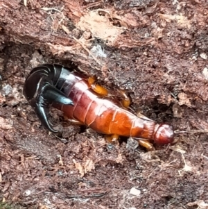 Titanolabis colossea at Berlang, NSW - 26 Feb 2021 02:38 PM