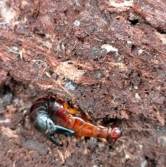 Titanolabis colossea at Berlang, NSW - 26 Feb 2021 02:38 PM