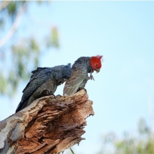 Callocephalon fimbriatum at Hughes, ACT - 3 Mar 2021