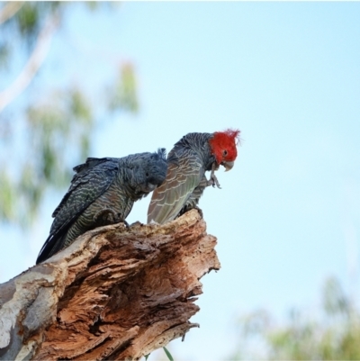 Callocephalon fimbriatum (Gang-gang Cockatoo) at Red Hill to Yarralumla Creek - 3 Mar 2021 by Ct1000