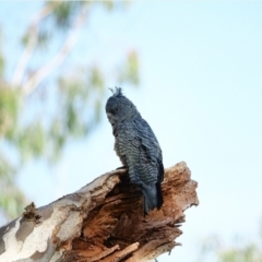 Callocephalon fimbriatum at Hughes, ACT - 3 Mar 2021