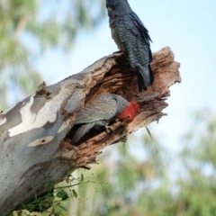 Callocephalon fimbriatum at Hughes, ACT - 3 Mar 2021