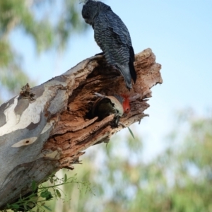 Callocephalon fimbriatum at Hughes, ACT - 3 Mar 2021