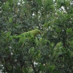 Polytelis swainsonii (Superb Parrot) at Federal Golf Course - 3 Mar 2021 by Ct1000