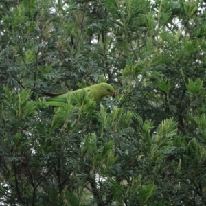 Polytelis swainsonii at Red Hill, ACT - 3 Mar 2021