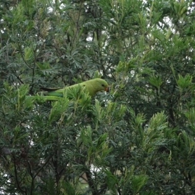 Polytelis swainsonii (Superb Parrot) at Federal Golf Course - 3 Mar 2021 by Ct1000