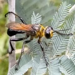 Sphex sp. (genus) (Unidentified Sphex digger wasp) at Deua National Park (CNM area) - 26 Feb 2021 by KimPullen