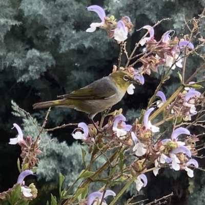 Zosterops lateralis (Silvereye) at Murrumbateman, NSW - 3 Mar 2021 by SimoneC