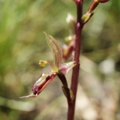 Acianthus exsertus (Large Mosquito Orchid) at Downer, ACT - 2 Mar 2021 by shoko