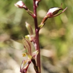 Acianthus exsertus at Downer, ACT - 2 Mar 2021