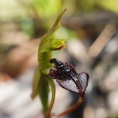 Chiloglottis reflexa (Short-clubbed Wasp Orchid) at Black Mountain - 2 Mar 2021 by shoko