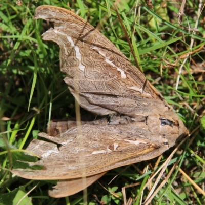 Abantiades (genus) (A Swift or Ghost moth) at QPRC LGA - 3 Mar 2021 by LisaH