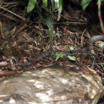 Pseudonaja textilis (Eastern Brown Snake) at ANBG - 28 Feb 2021 by TimL
