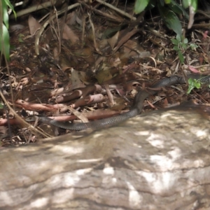 Pseudonaja textilis at Acton, ACT - 28 Feb 2021