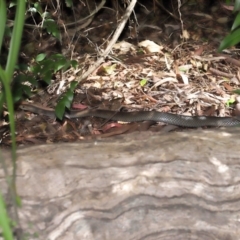 Pseudonaja textilis at Acton, ACT - 28 Feb 2021 11:06 AM