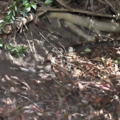 Pseudonaja textilis at Acton, ACT - 28 Feb 2021 11:06 AM