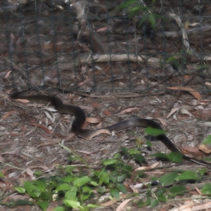 Pseudonaja textilis at Acton, ACT - 28 Feb 2021