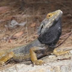 Pogona barbata (Eastern Bearded Dragon) at Acton, ACT - 28 Feb 2021 by TimL