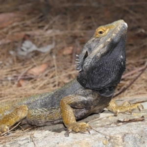 Pogona barbata at Acton, ACT - suppressed