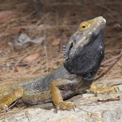 Pogona barbata (Eastern Bearded Dragon) at ANBG - 28 Feb 2021 by TimL