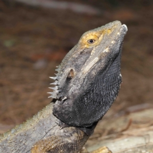 Pogona barbata at Acton, ACT - suppressed