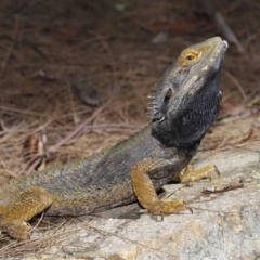 Pogona barbata at Acton, ACT - suppressed