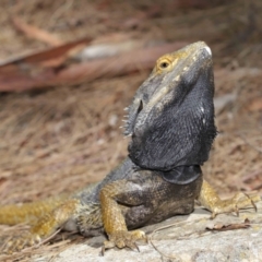 Pogona barbata at Acton, ACT - suppressed