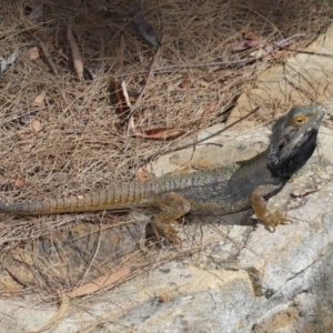 Pogona barbata at Acton, ACT - 28 Feb 2021