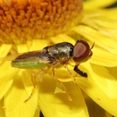 Odontomyia decipiens (Green Soldier Fly) at ANBG - 26 Feb 2021 by TimL