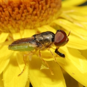 Odontomyia decipiens at Acton, ACT - 26 Feb 2021 11:06 AM